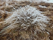 34 Cespugli d'erba ghiacciata